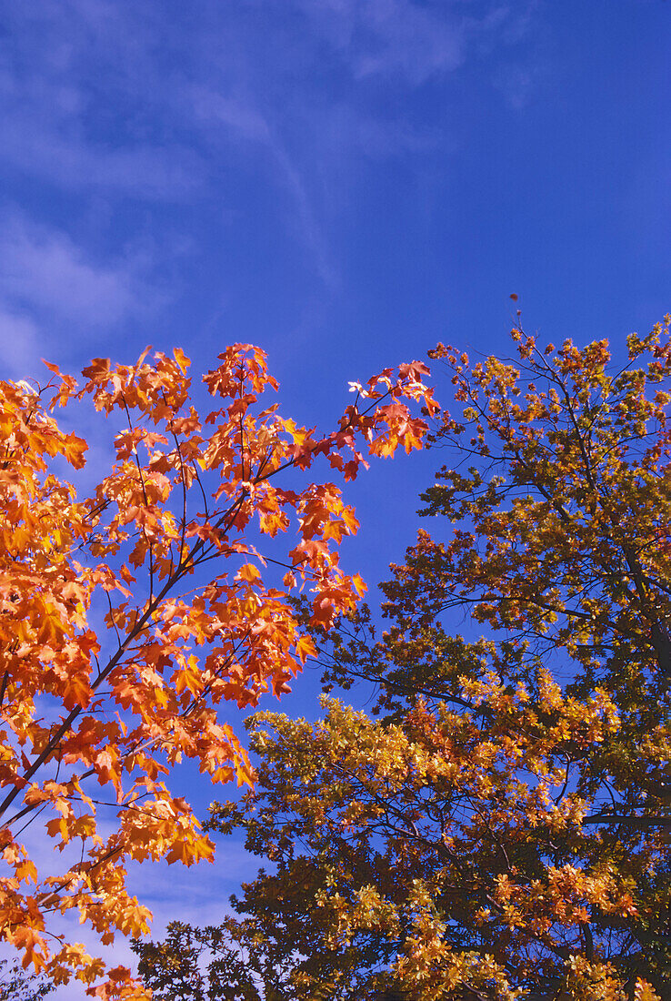 Multi coloured autumn leaves on trees against blue sky