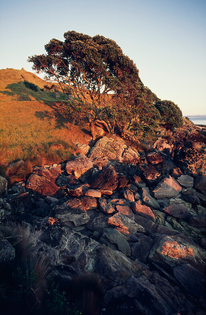 Felsige Küste an der Seite des grasbewachsenen Mount Maunganui und der Pohutakawa-Bäume