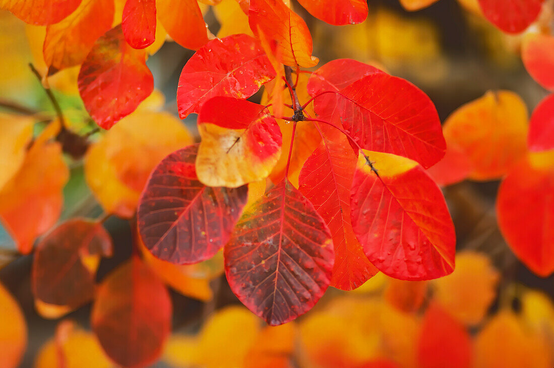 Mehrfarbige Herbstblätter
