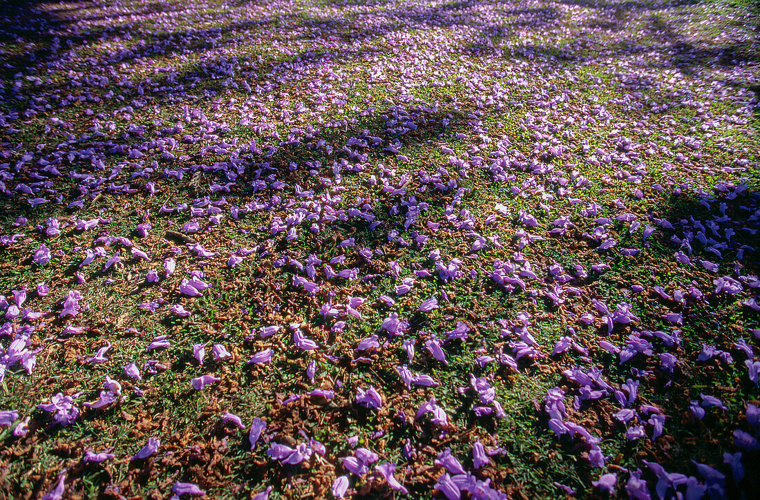 Teppich aus Jacaranda-Blumen, die auf Gras gefallen sind