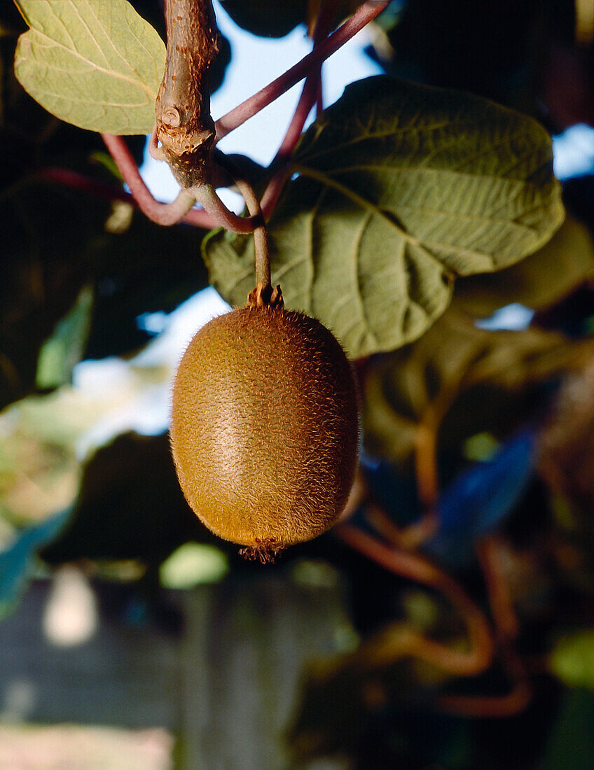 Single kiwifruit hanging from vine