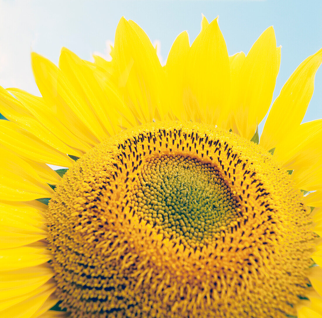 Close up of sunflower against blue sky