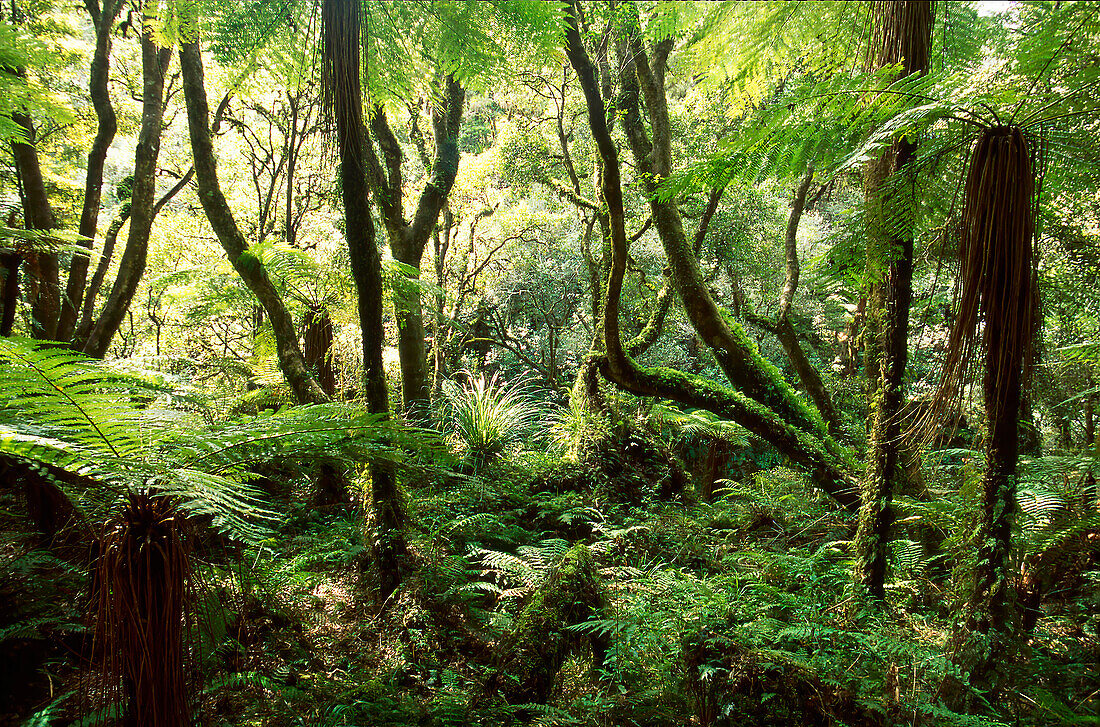 Einheimischer neuseeländischer Wald