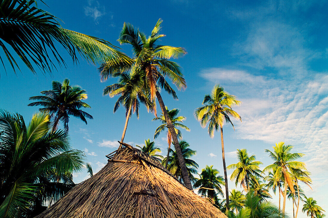 Traditionelle Fidschi-Hütte mit Strohdach unter Palmen und blauem Himmel oben