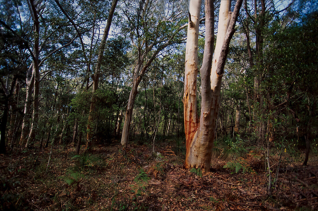 Verschiedene einheimische Pflanzen und Bäume im australischen Buschland