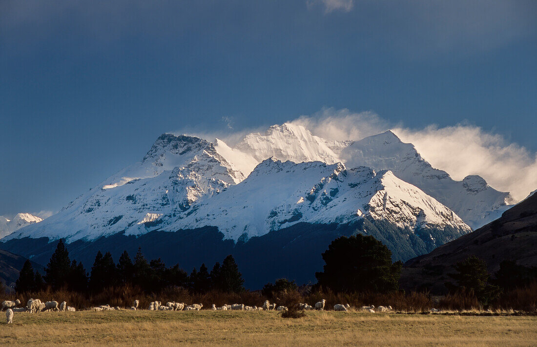 Schaffarm am Fuße des schneebedeckten Mount Ernslaw - Neuseeland