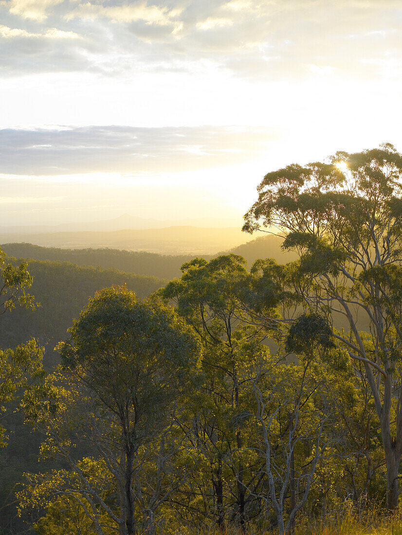 Blick vom Gipfel des Mount Tambourine bei Sonnenuntergang über die Kronen der Eukalyptusbäume auf The Main Divide
