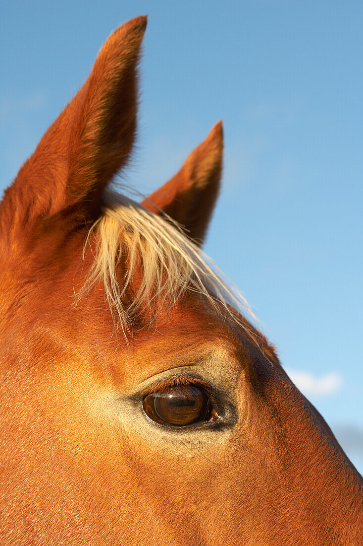 Nahaufnahme eines Teils des Gesichts des Pferdes, einschließlich Auge, Ohren und Stirnlocke