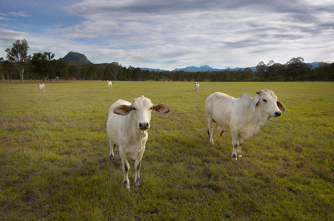 Australisches Brahman-Rind, das auf dem Gebiet weiden lässt