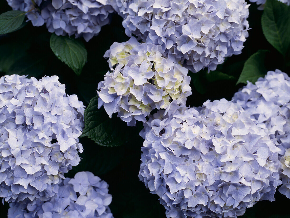 Busch voller blassblauer Hortensienköpfe in voller Blüte