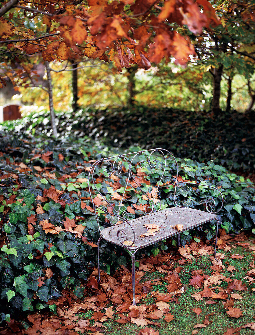 Metal love seat in Autumn garden under shedding oak trees and ivy garden bed