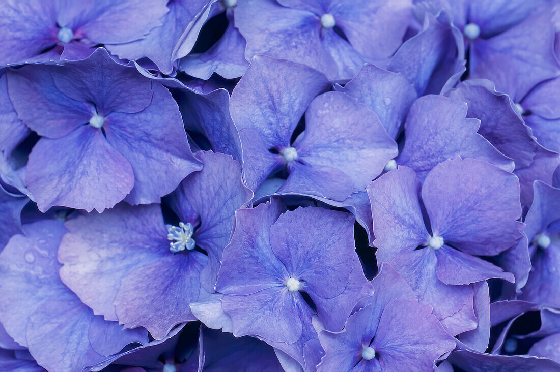 Nahaufnahme von Lavendel/blauer Hortensienblüte