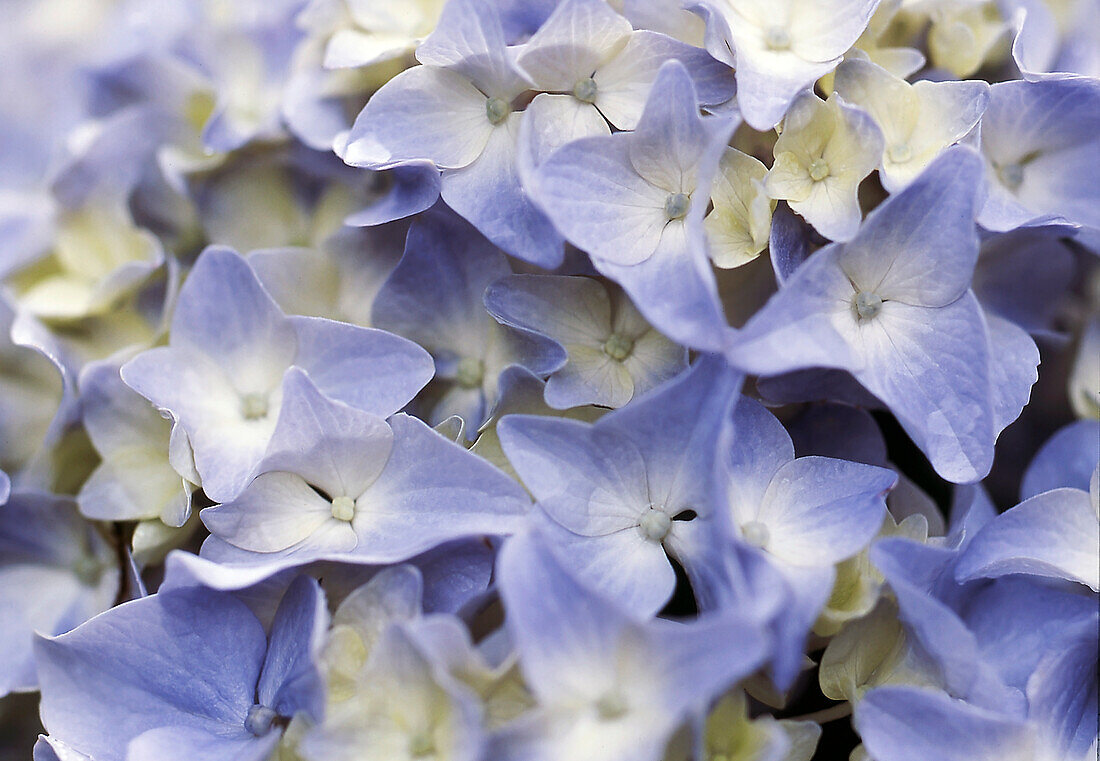 Nahaufnahme des hellblauen Hortensie-Blütenkopfes