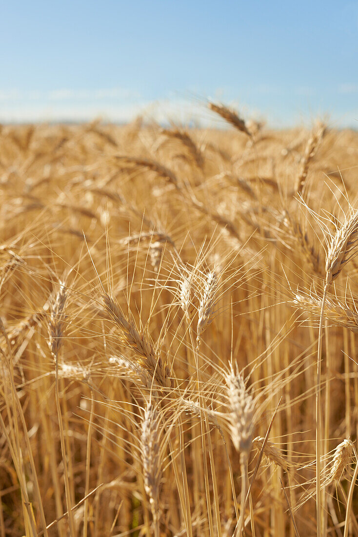 Close up of Barley growing in field and blue sky above