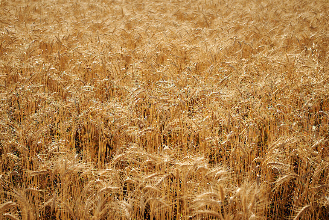 Nahaufnahme von Gerste, die im Feld wächst