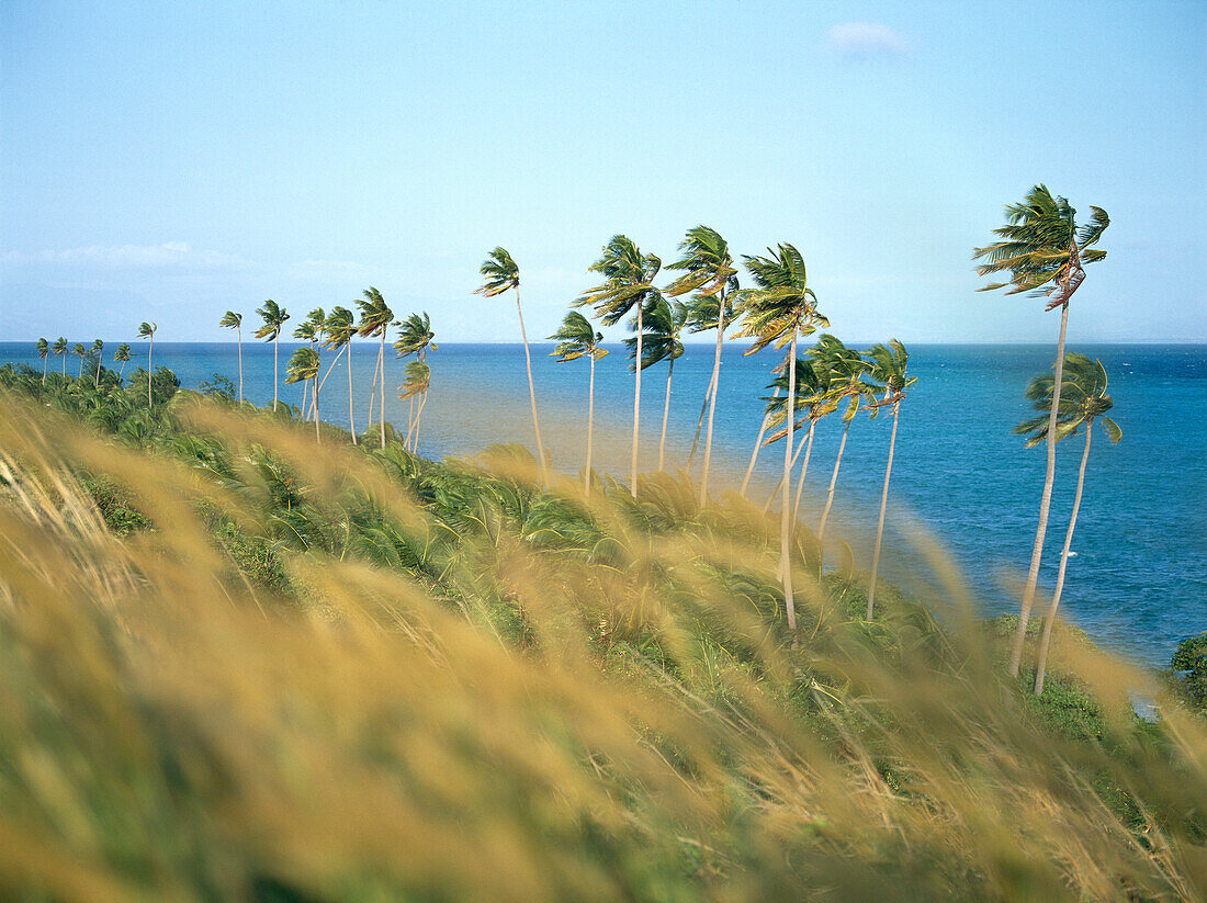 Palmen auf der Seite des Hügels und Meerblick auf Plantation Island, Fidschi, Südpazifik.
