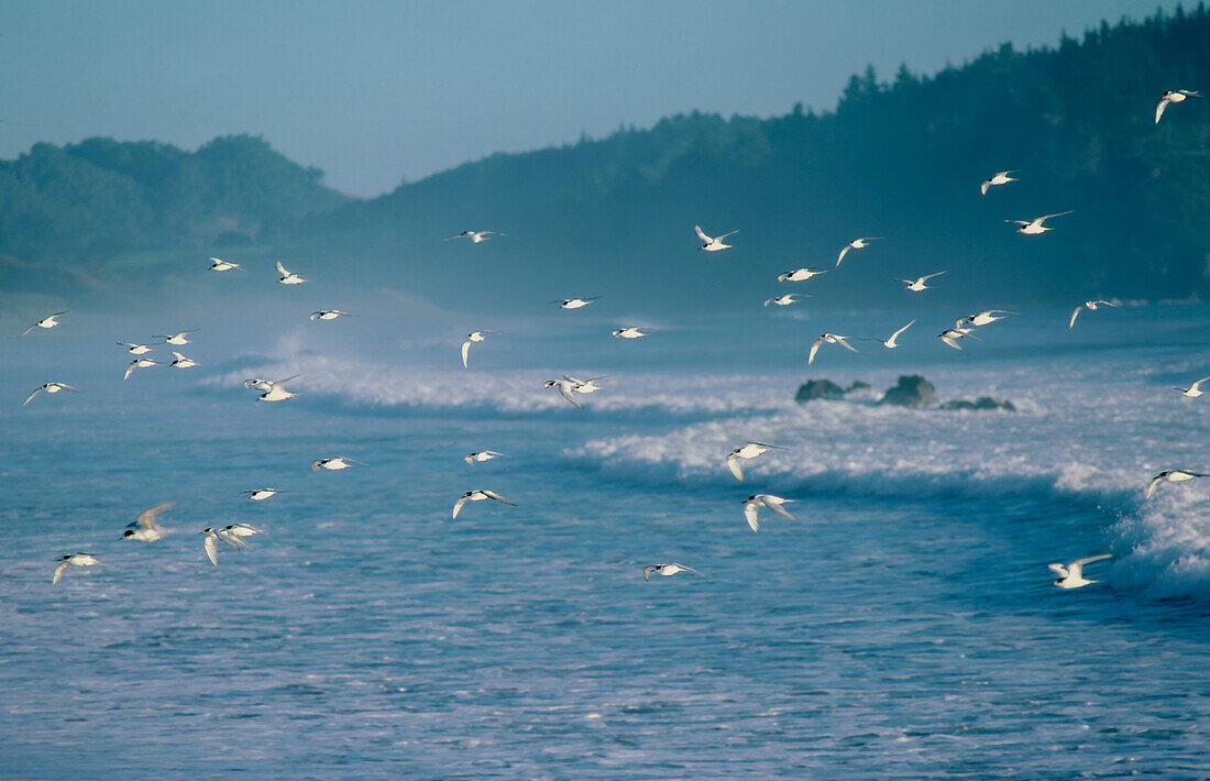 Terns flying over rolling waves on coastline