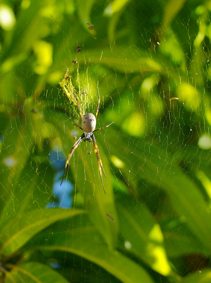 Close up of the Australian Golden Orb Weaving Spider