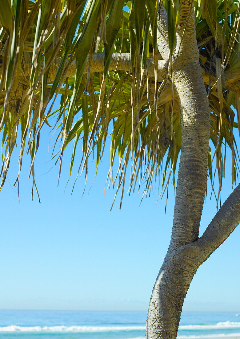 Close up of Pandanus Palm Tree with tropical ocean and blue sky behind