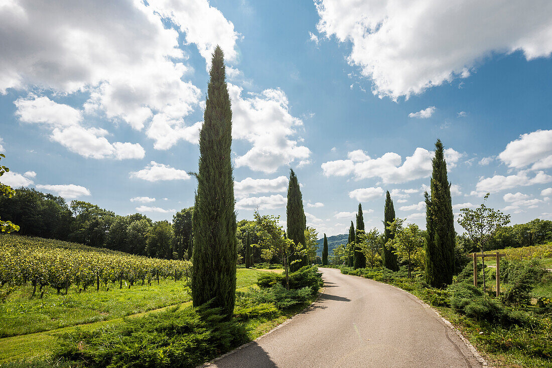 Pathway with cypresses, Château des Tourillons, Arbois, Jura department, Bourgogne-Franche-Comté, Jura region, France