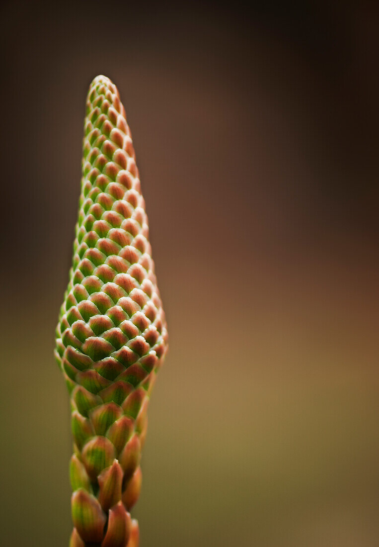 Nahaufnahme der Ähre der Aloe Vera-Pflanze, die fest mit Blütenknospen bedeckt ist