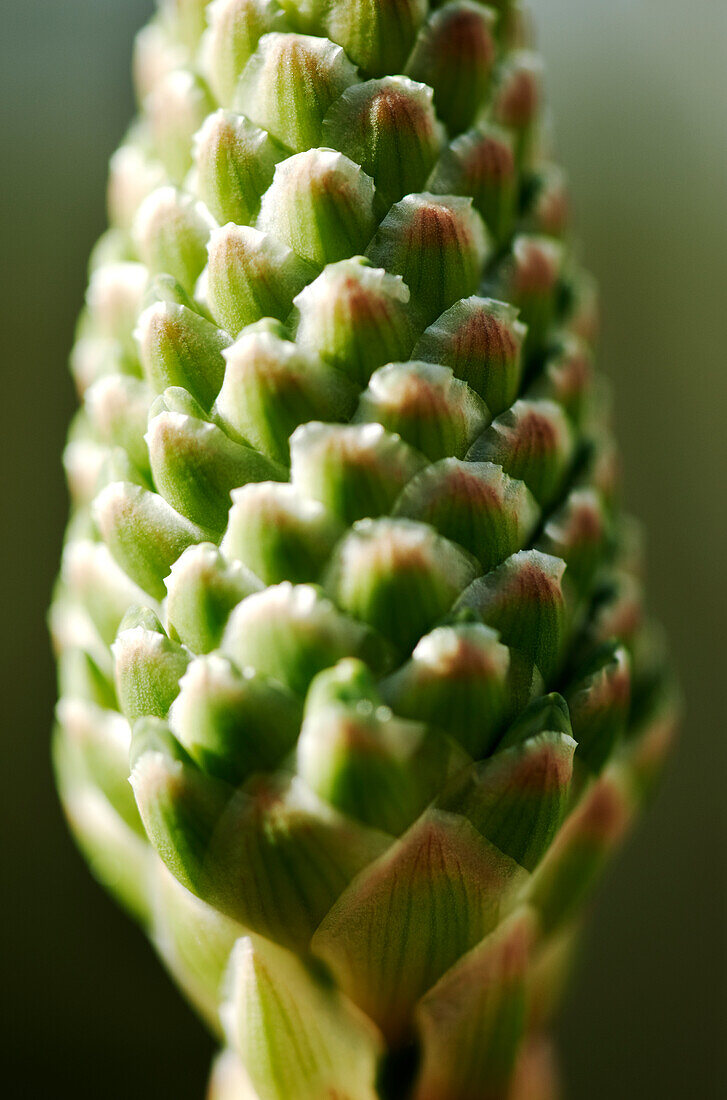 Nahaufnahme der Blütenknospe der Aloe Vera Pflanze