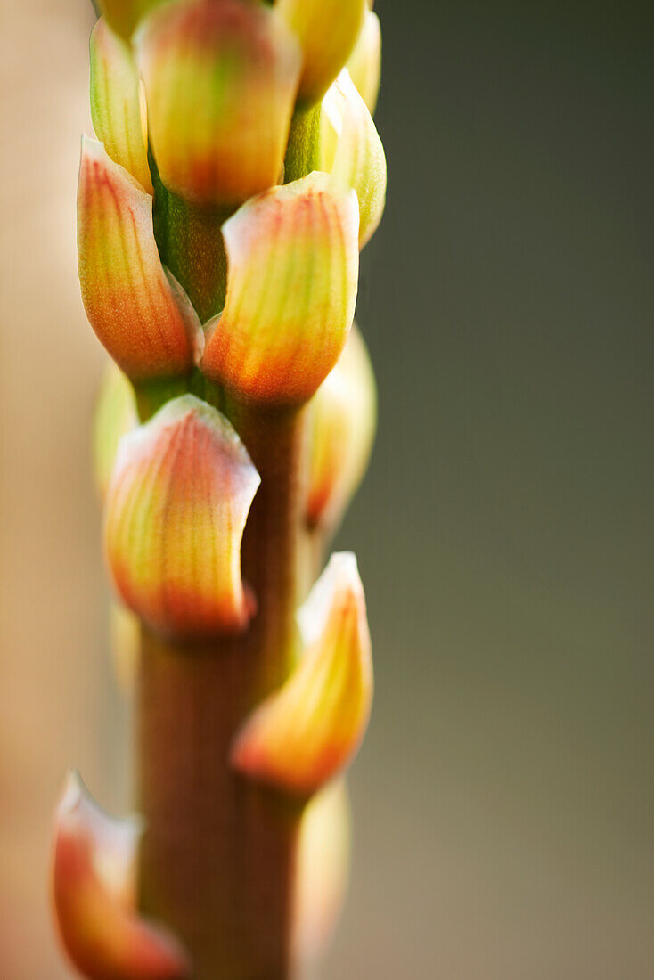 Close up of spike of Aloe Vera plant covered in flower buds