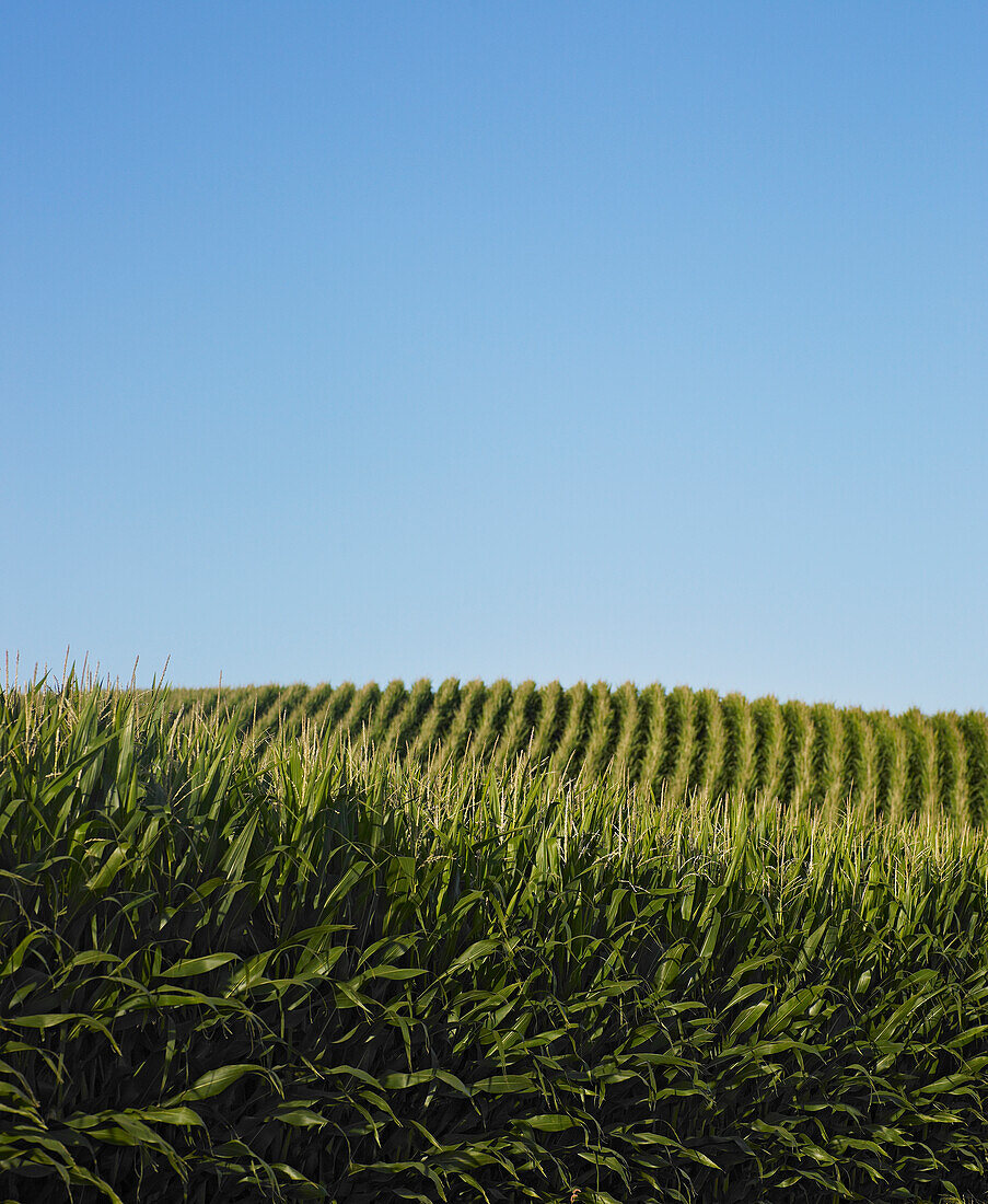 Maize crop against a blue sky.
