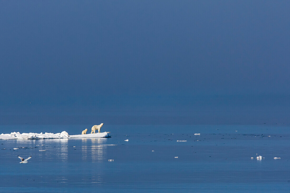 Polar bear (Ursus maritimus) mother and cub stranded on vanishing pack ice, Svalbard, Norway