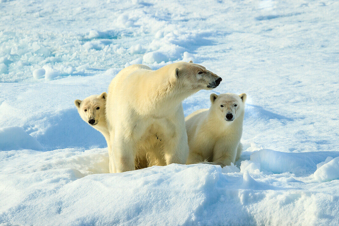 Eisbären (Ursus Maritimus) Mutter und Jungen auf Packeis, Svalbard, Norwegen