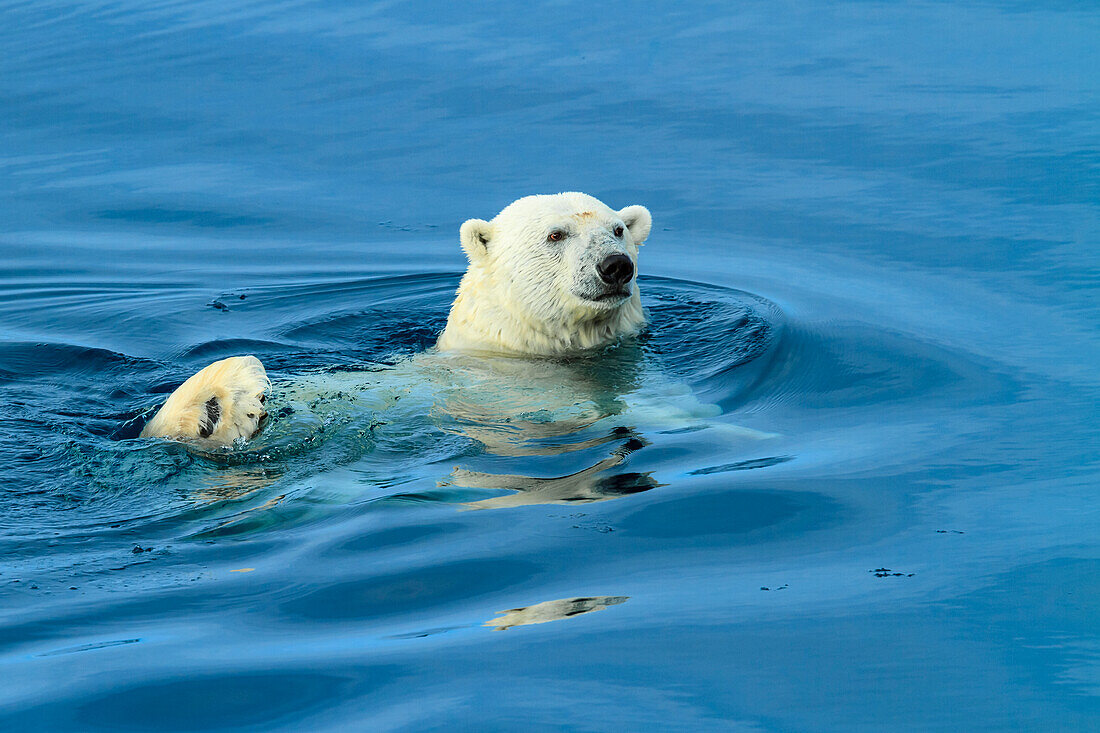 Eisbär (Ursus Maritimus) schwimmen, Svalbard, Norwegen