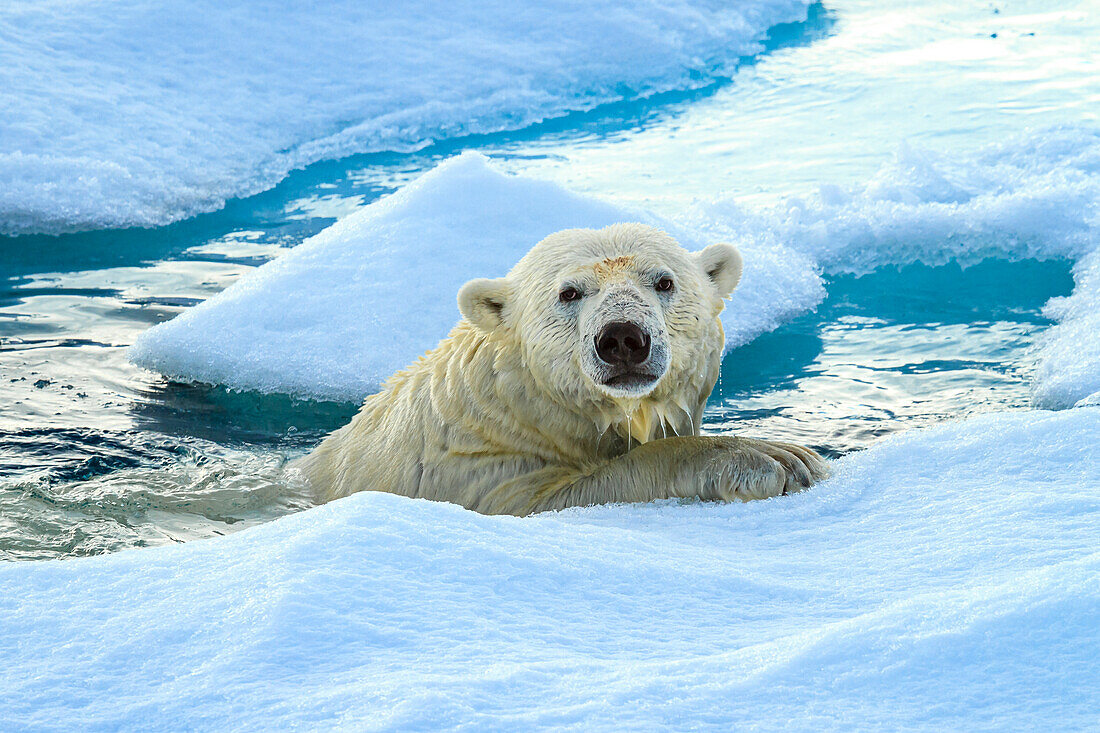 Eisbär (Ursus Maritimus) nach dem Schwimmen, Svalbard, Norwegen