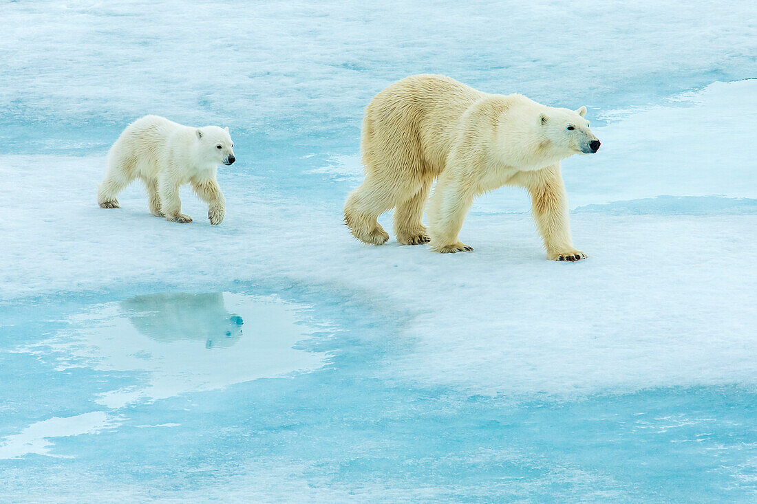 Eisbär (Ursus Maritimus) Mutter und Jungtier zu Fuß über schmelzendes Packeis, Svalbard, Norwegen