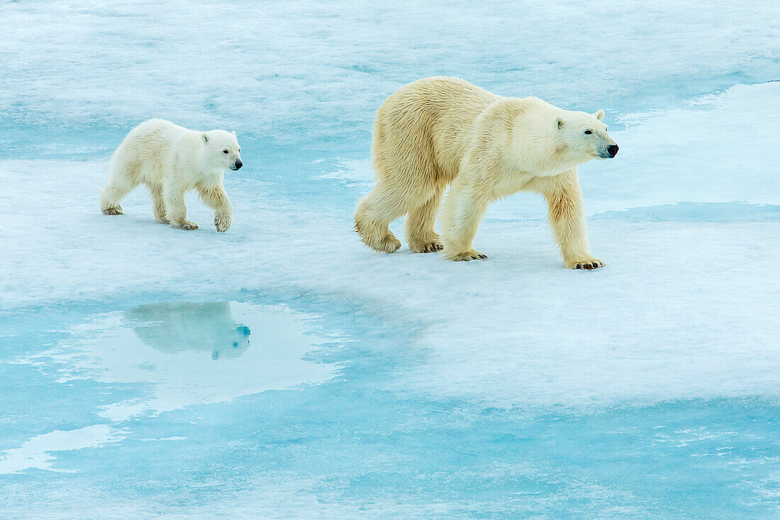 Polar bear (Ursus maritimus) mother and cub walking across melting pack ice, Svalbard, Norway