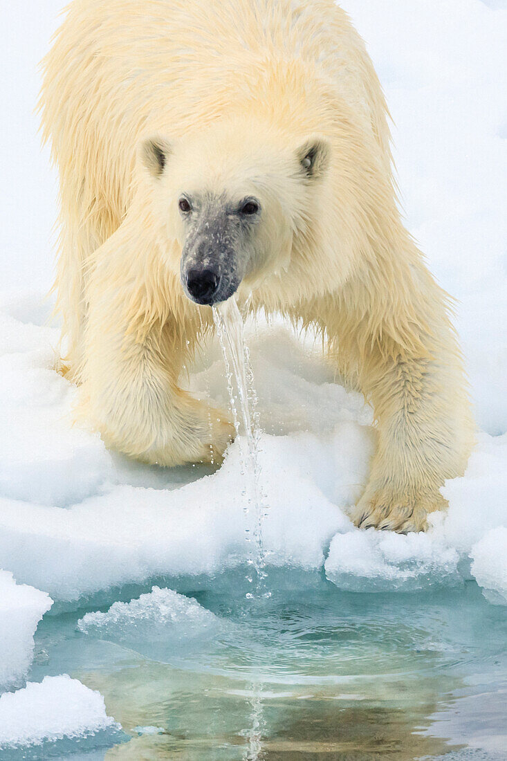 Eisbär (Ursus Maritimus) tropft vor Wasser, Svalbard, Norwegen