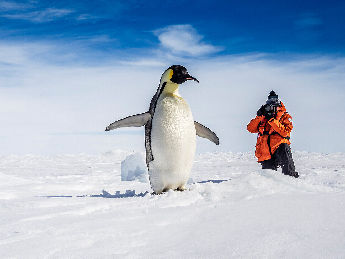 Photographing Emperor Penguins (Aptenodytes forsteri) on sea ice, Weddell Sea, Antarctica