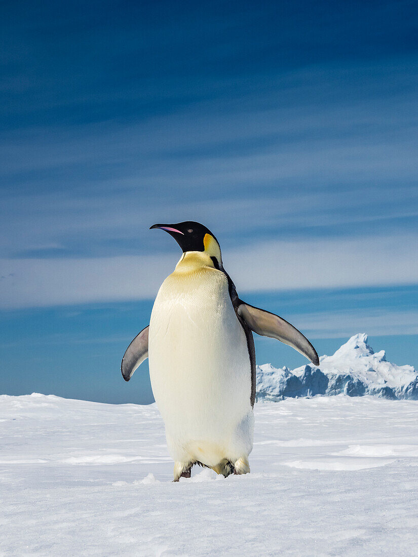 Der weltweit größte Pinguin, Kaiserpinguine (Aptenodytes Forsteri) auf Meereis, Weddellmeer, Antarktis