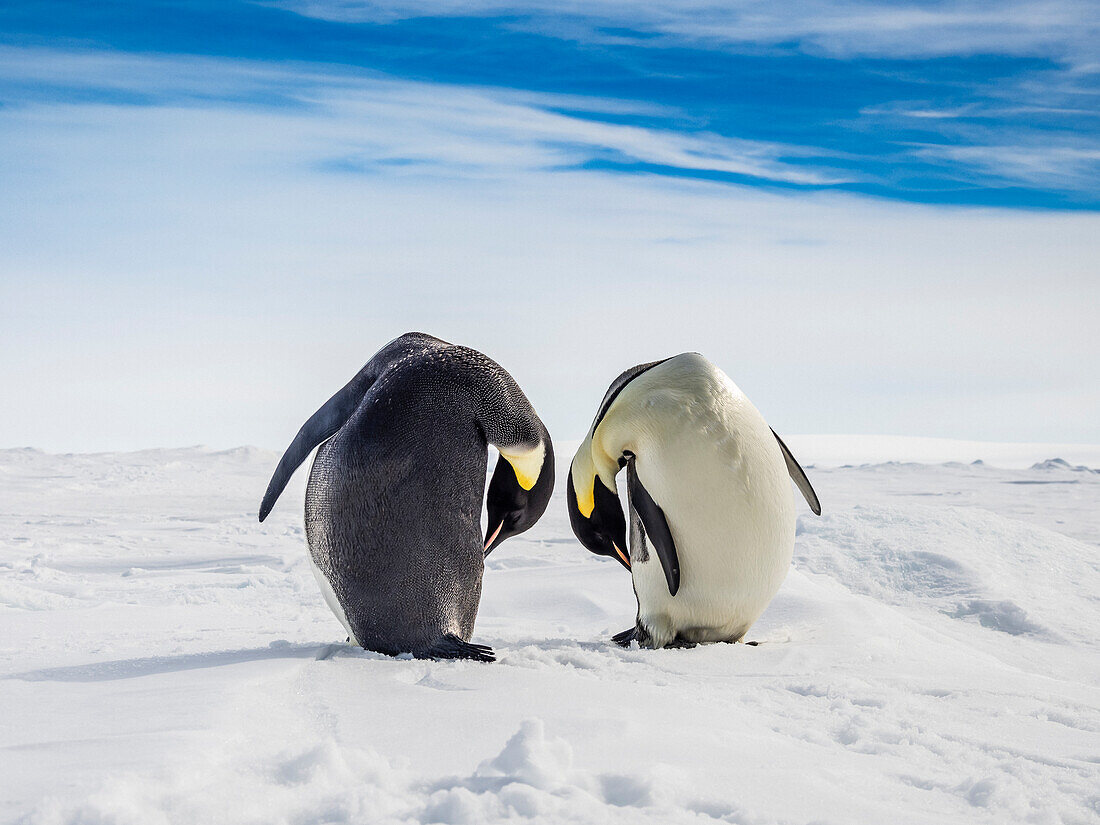 Emperor Penguins (Aptenodytes forsteri) on sea ice, Weddell Sea, Antarctica