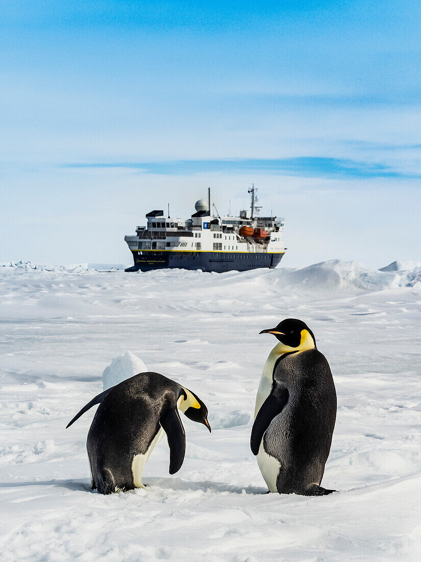 Emperor Penguins (Aptenodytes forsteri) and National Geographic Explorer, Weddell Sea, Antarctica