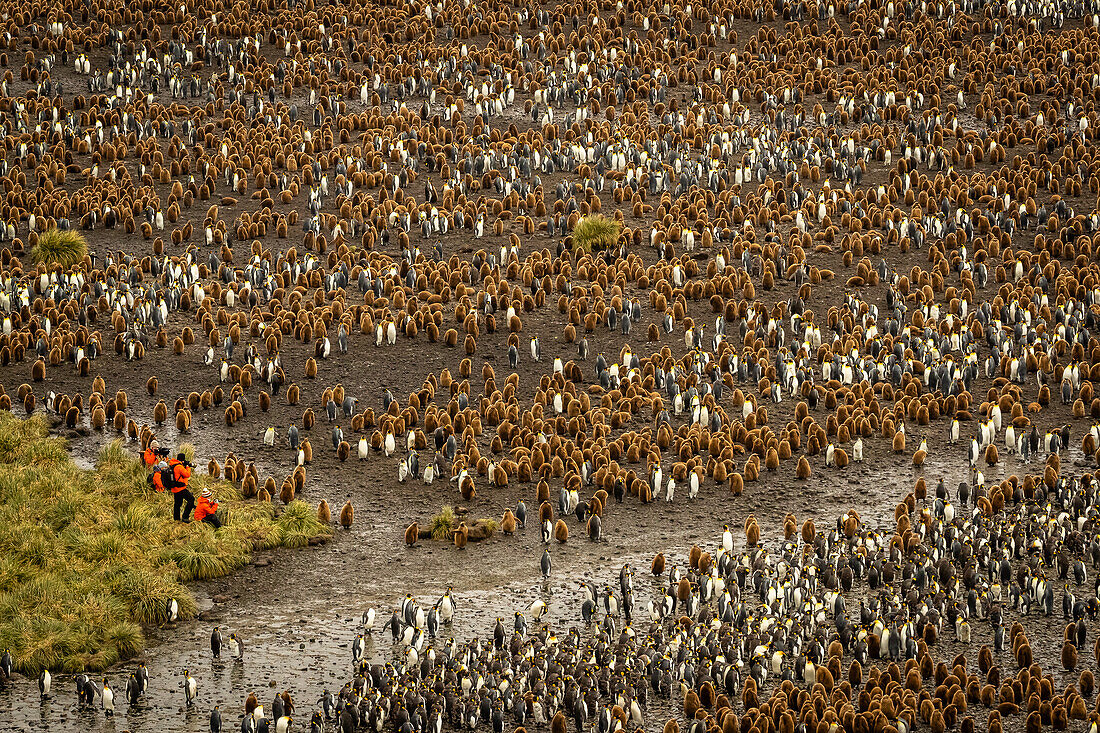 Touristen für Maßstab, Königspinguine (Aptenodytes Patagonicus) in Salisbury Plain, Südgeorgien