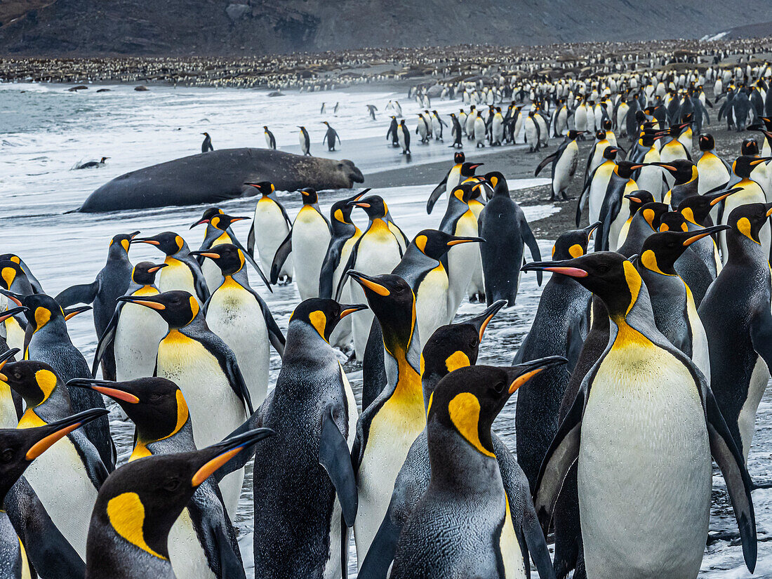 Südliche See-Elefanten (Mirounga leonina) und Königspinguine (Aptenodytes patagonicus) versammeln sich entlang der Küste von St. Andrews Bay, Südgeorgien