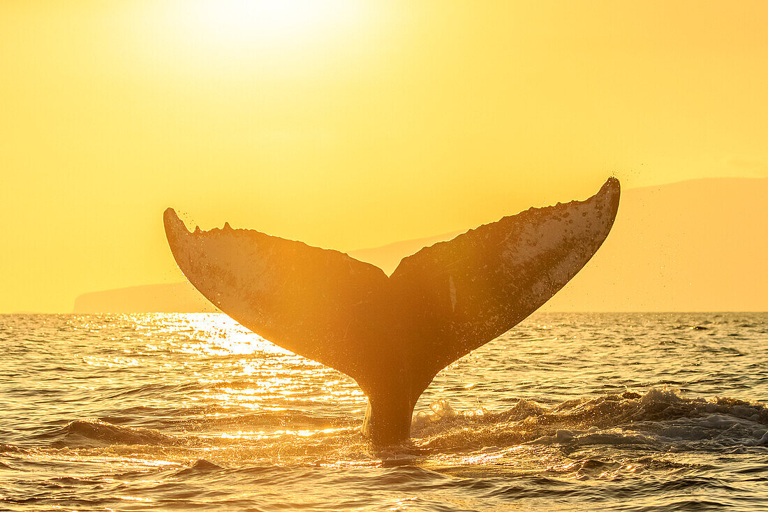 Whale tale, Humpback Whale (Megaptera novaeangliae) lifts its fluke at sunset, Maui, Hawaii