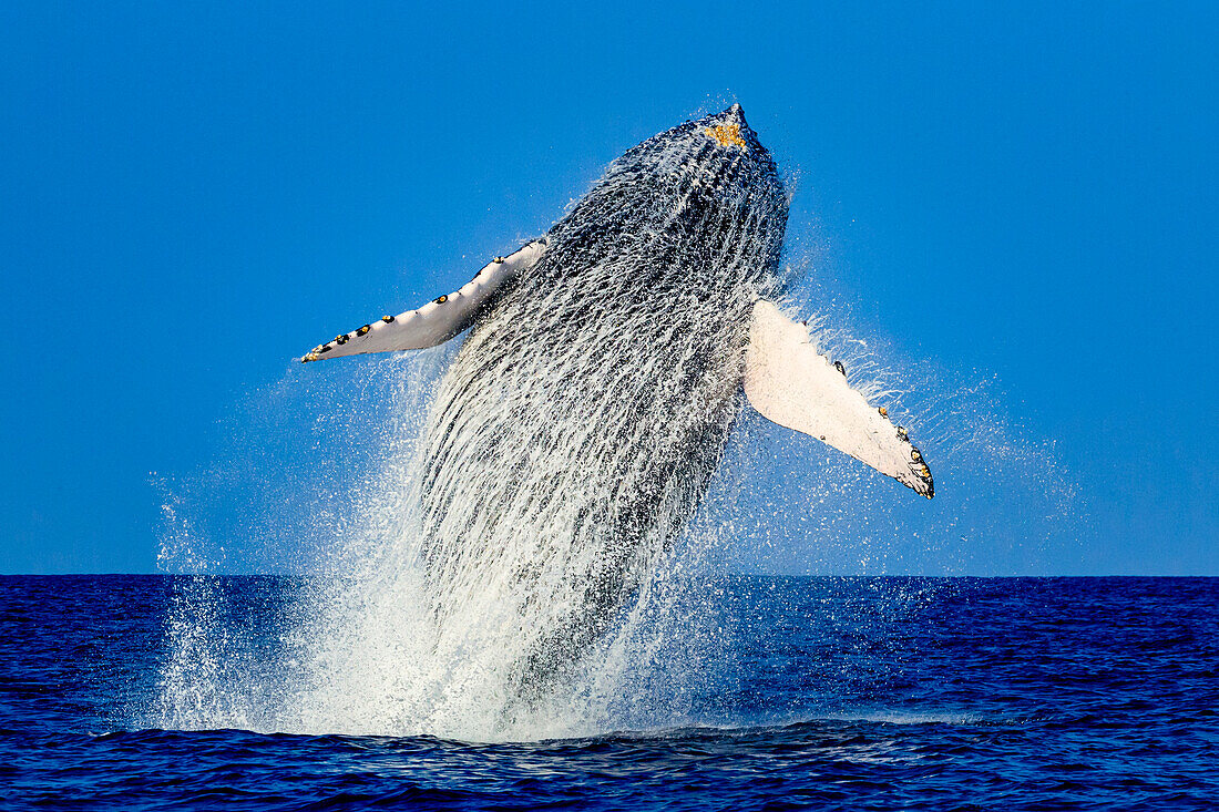 Humpback Whale (Megaptera novaeangliae), Hawaiian Islands National Marine Sanctuary, Pacific Ocean, Hawaii