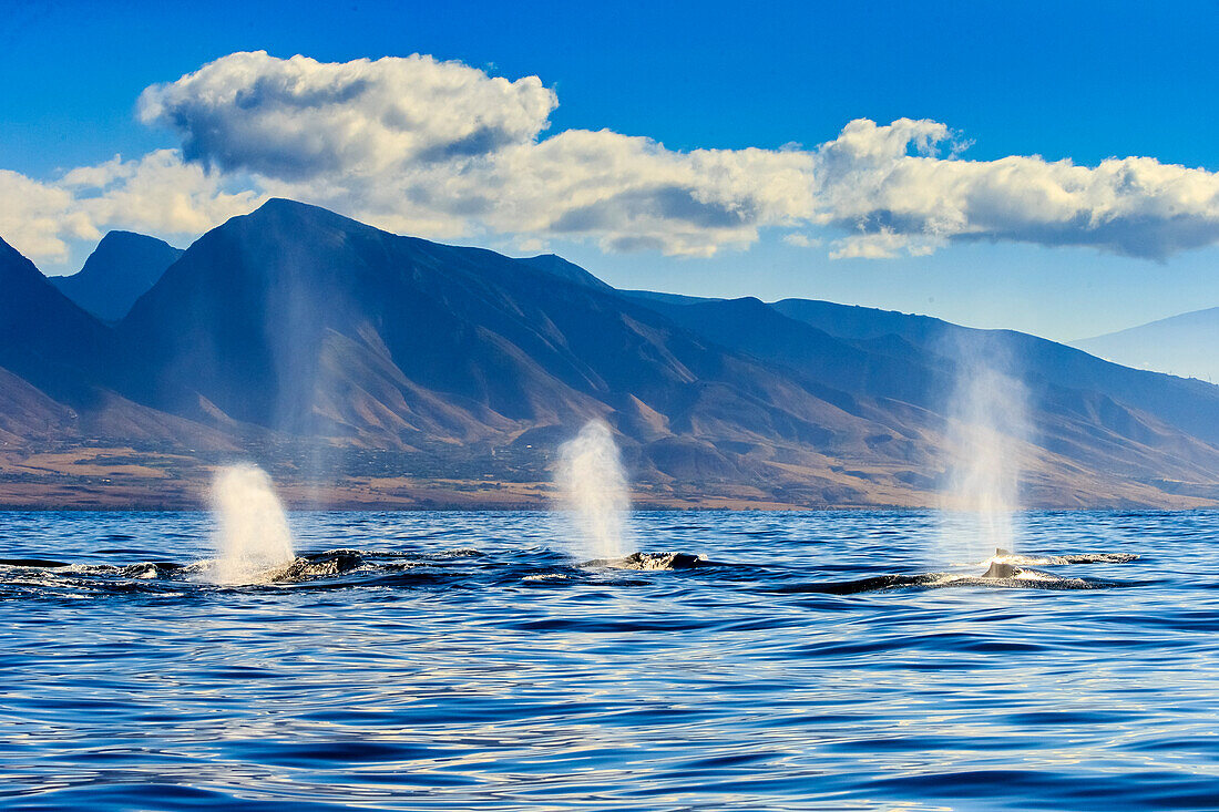 Drei Schläge, als Buckelwale (Megaptera novaeangliae) vor den West Maui Mountains (Kahalawai'), Maui, Hawaii, auftauchen