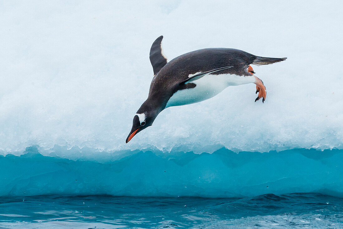 Eselspinguine (Pygoscelis Papua), springen vom Eisberg, Cuverville Island, Antarktis