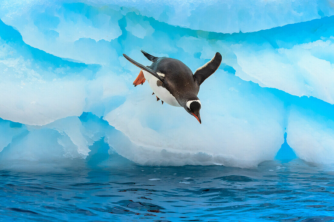 Eselspinguin (Pygoscelis Papua), springt vom blauen Eisberg, Cuverville Island, Antarktis