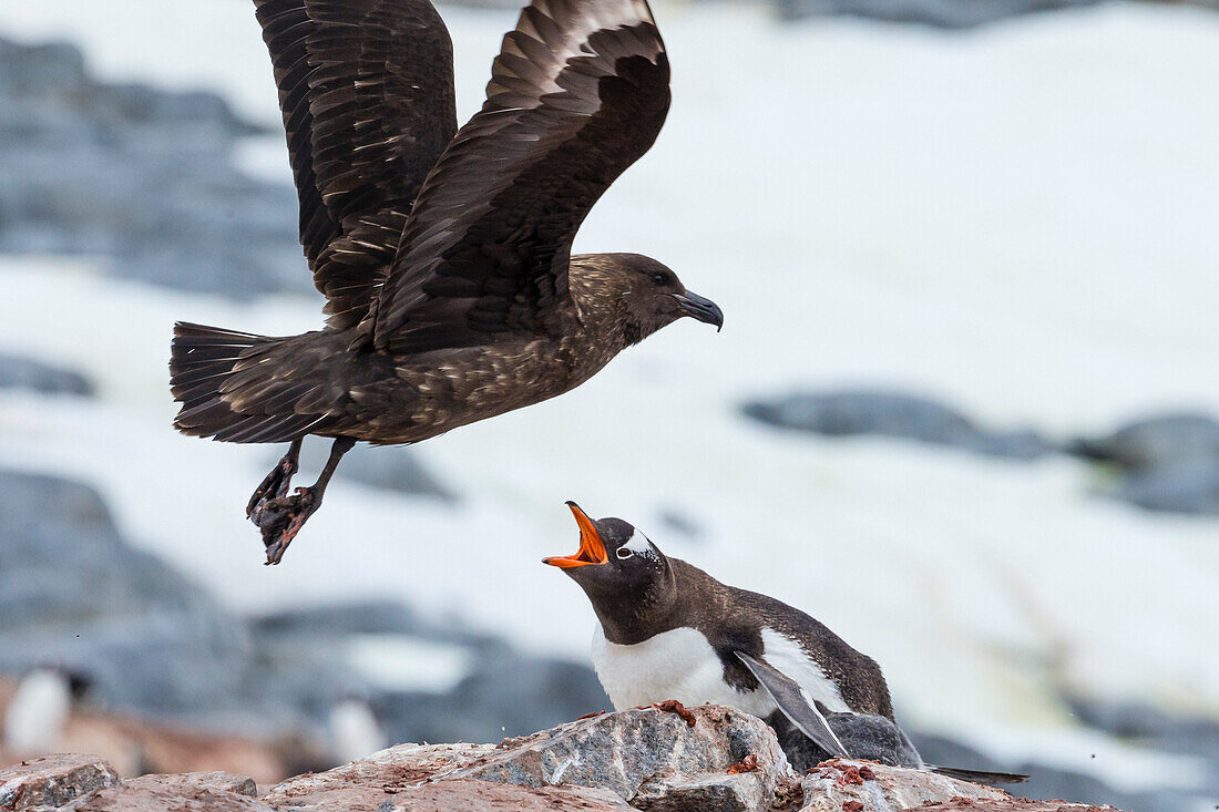 Gentoo Penguin (Pygoscelis papua) defending nest from Brown Skua (Stercorarius antarcticus) at Port Lockroy, Antarctica