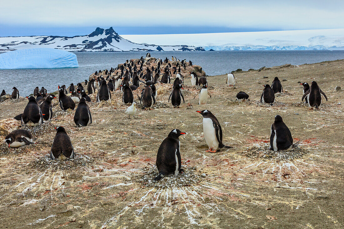 Gentoo Penguins (Pygoscelis papua) nesting at Neko Harbor on the Antarctic Peninsula, Antarctica