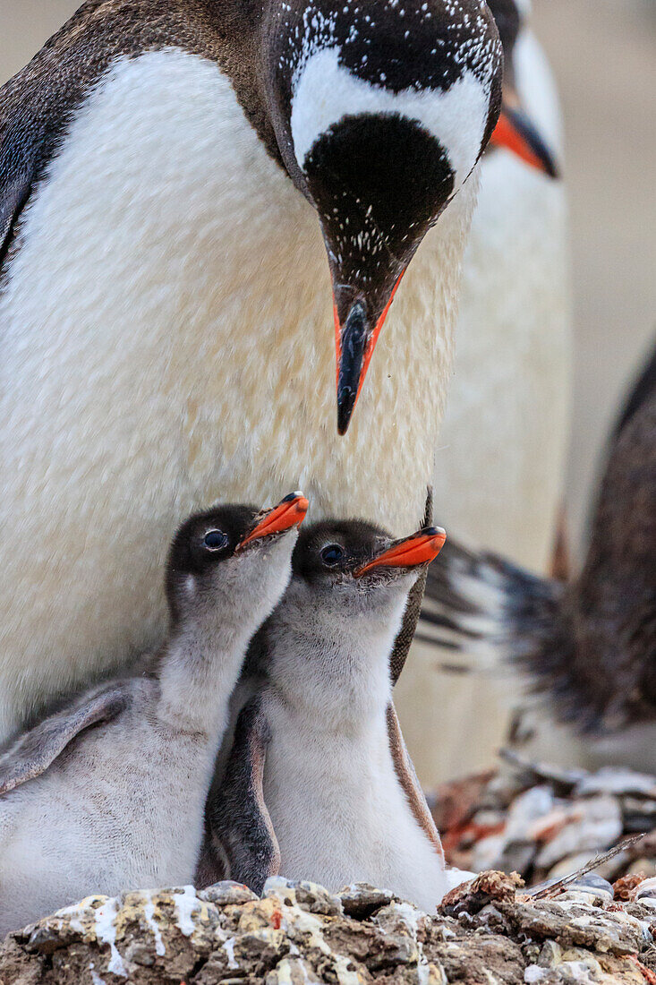 Gentoo Penguins (Pygoscelis papua) mother feeding chicks at Neko Harbor on the Antarctic Peninsula, Antarctica