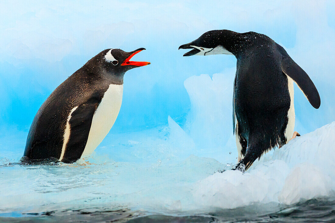 Gentoo Penguins (Pygoscelis papua) confronts Chinstrap Penguins (Pygoscelis antarcticus) on Barrientos Island, Aitcho Islands, South Shetland Islands, Antarctica